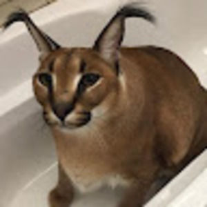 Meet your Posher, Zenon